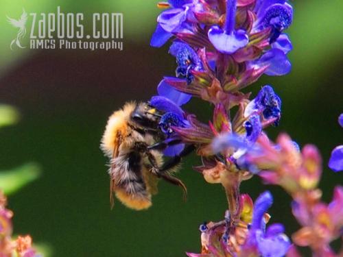 bee at work