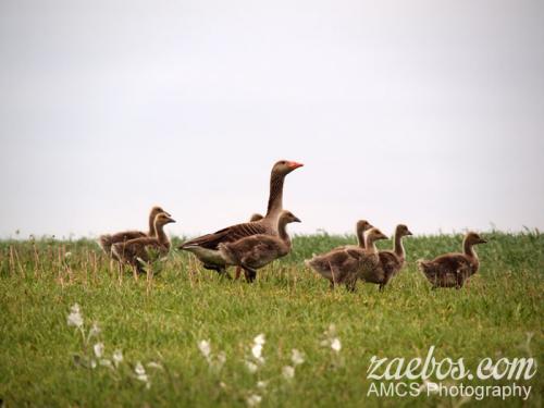 ente familie