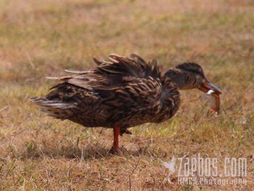 ente with fish