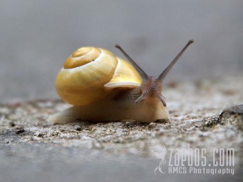 grapevinesnail